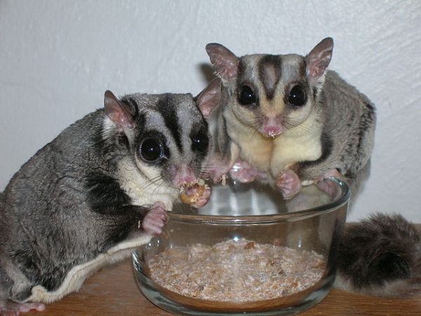 640px-Sugar_Gliders_eating_Mealworms-600x450